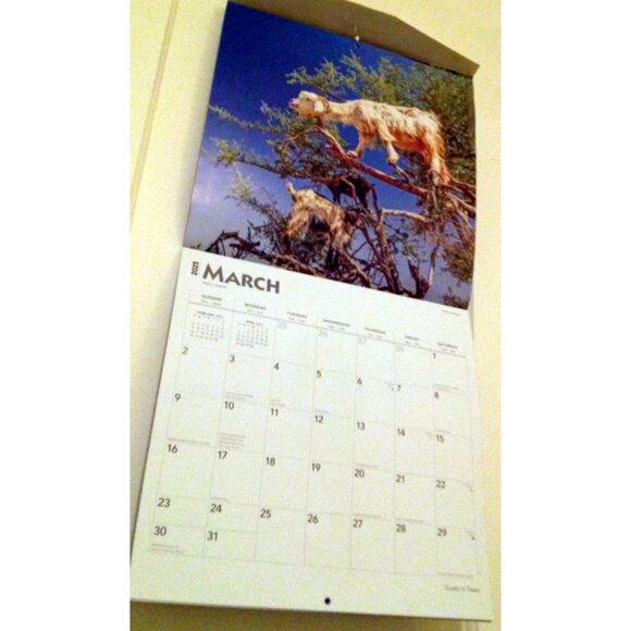 2025 Calendar, Goats in Trees, Monthly, 12" x 24" - Opened, Great Condition - Picture 4 of 15
